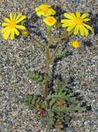 Image of French groundsel