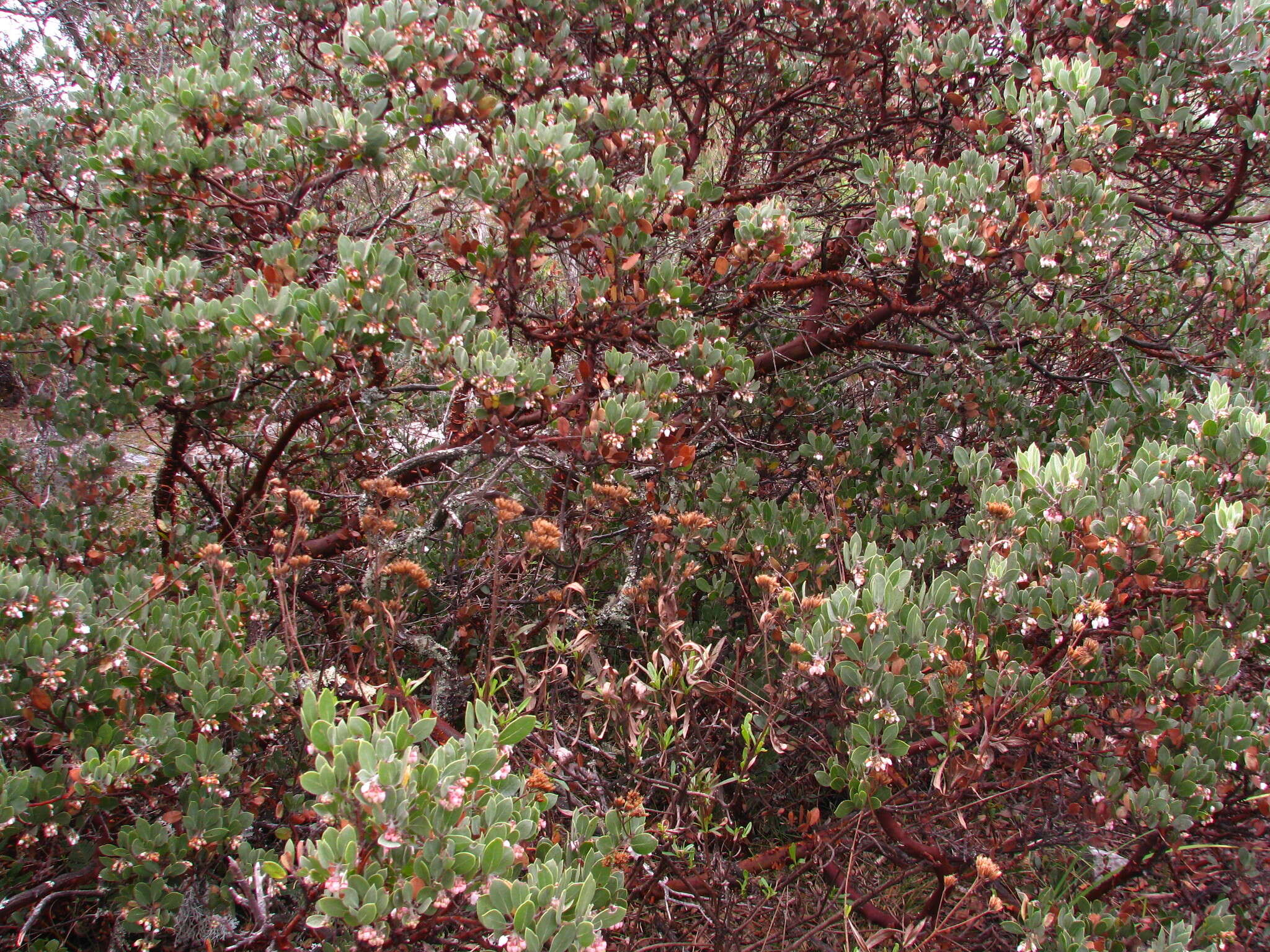 Image of pointleaf manzanita