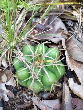 Image of Discocactus catingicola Buining & Brederoo