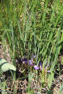 Image of Iris pontica Zapal.