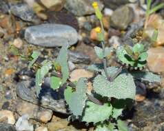 Senecio flavus (Decne) Sch. Bip. resmi