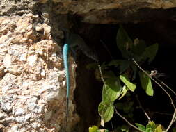 Image of Sharp-snouted Rock Lizard