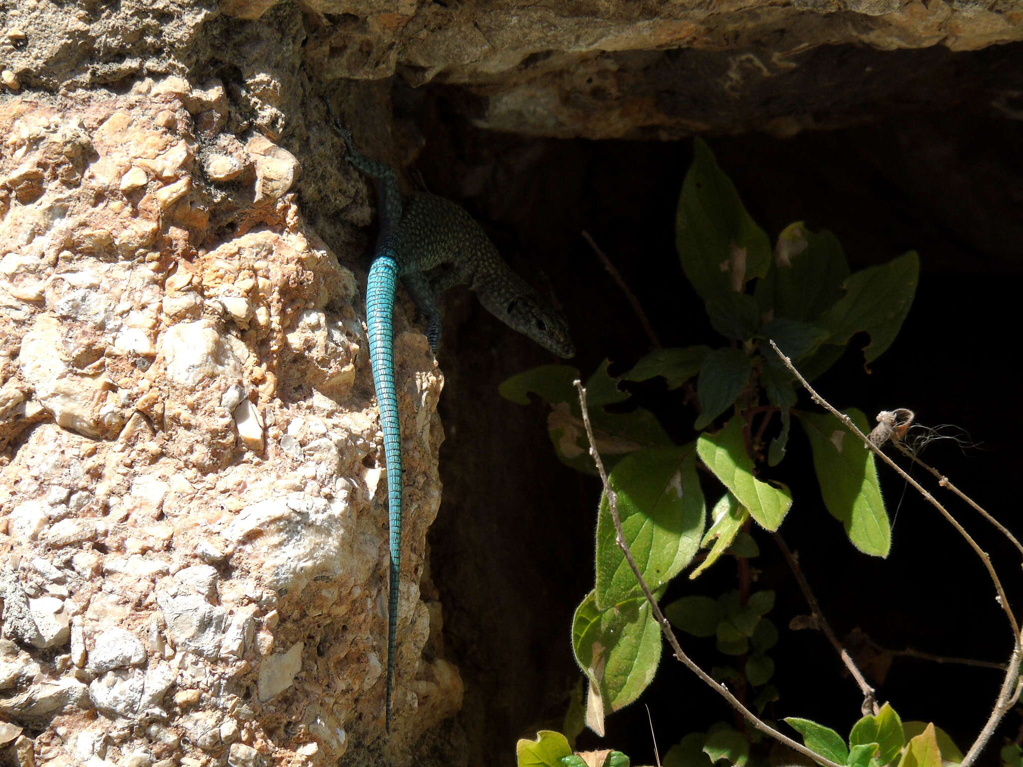 Image of Sharp-snouted Rock Lizard