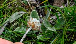 Image of Helichrysum albobrunneum S. Moore