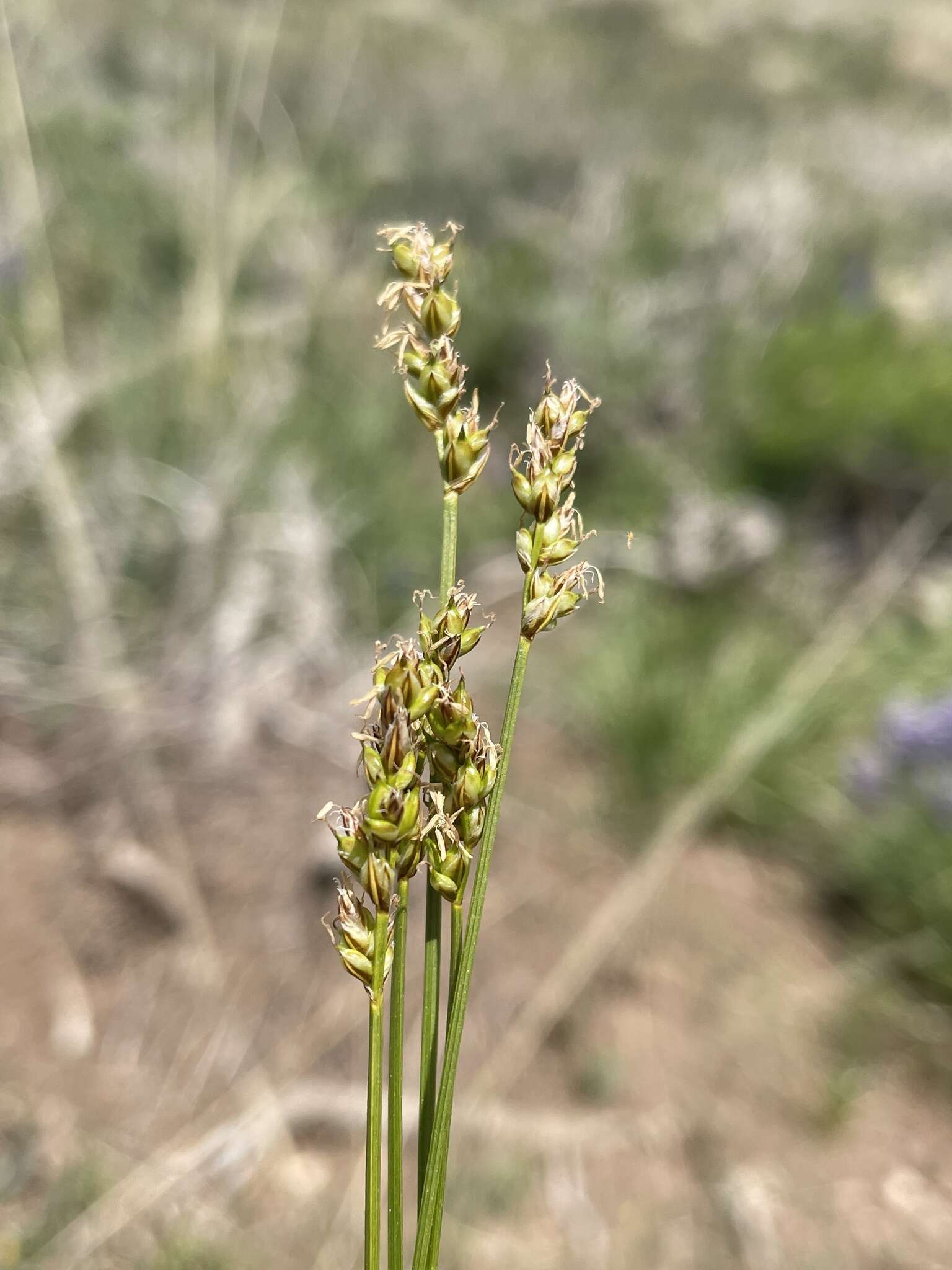 Image of valley sedge