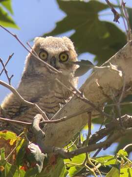 Image of Bubo virginianus pacificus Cassin 1854