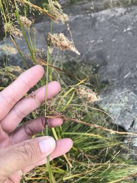 Sivun Scirpus atrocinctus Fernald kuva