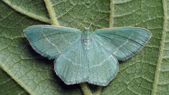 Image of small grass emerald