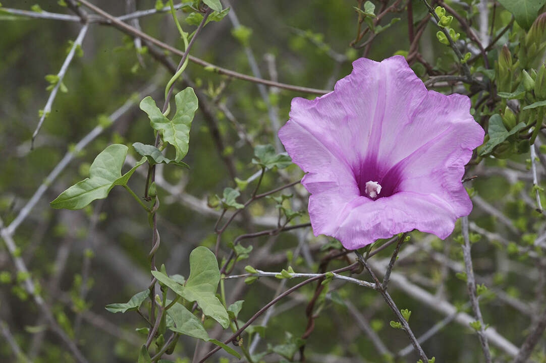 Image de Ipomoea rupicola House