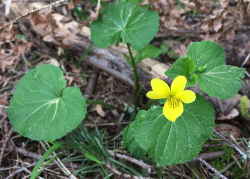 Image of Pioneer Violet