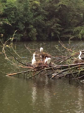 Image of New Zealand Pied Cormorant