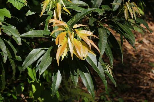 Image of Elaeocarpus kirtonii F. Müll. ex F. M. Bailey