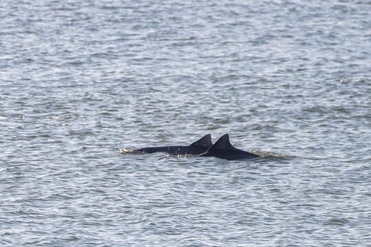 Image of Estuarine Dolphin