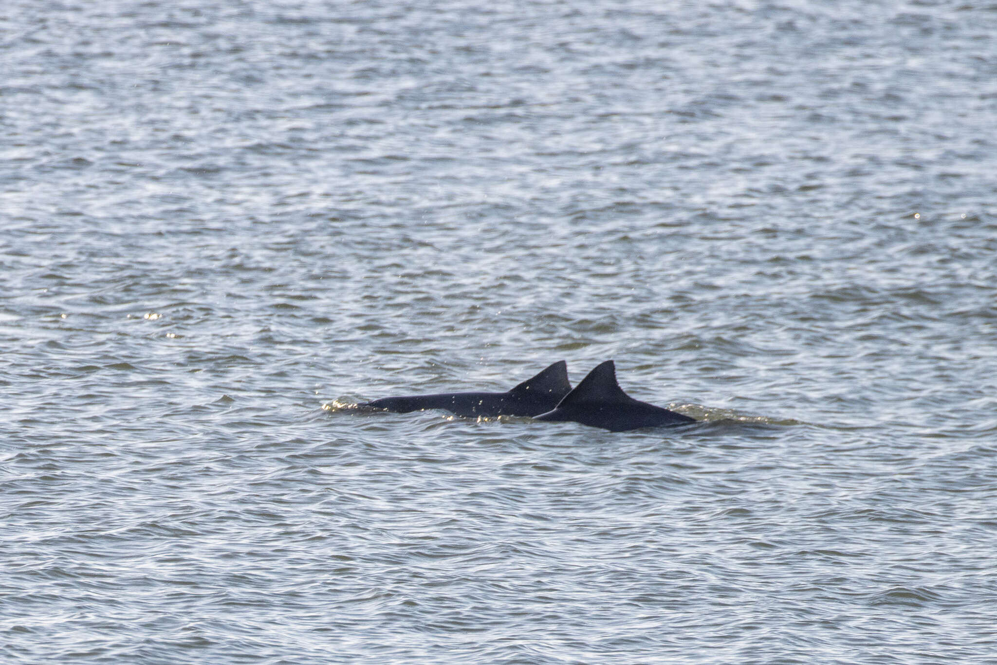 Image of Estuarine Dolphin