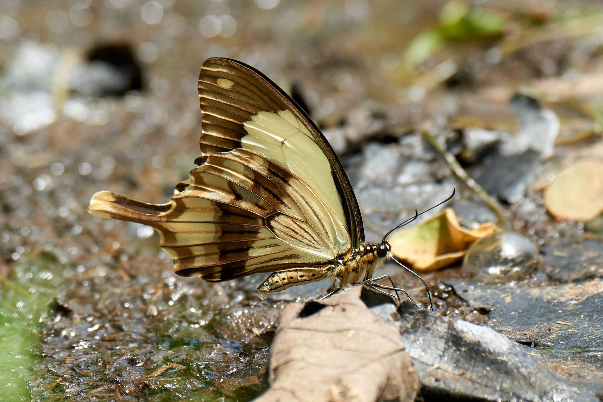 Image of African Swallowtail