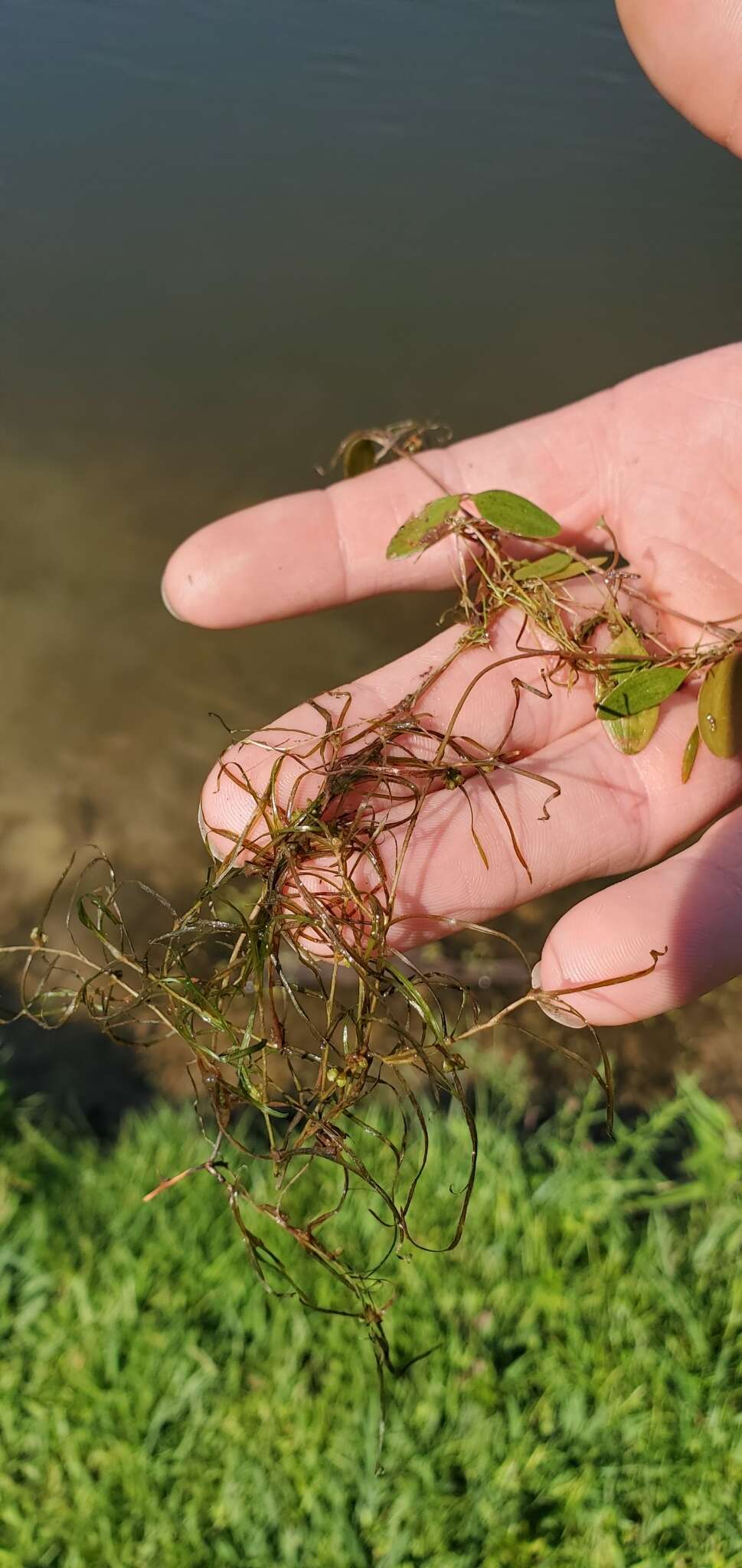 Image of waterthread pondweed