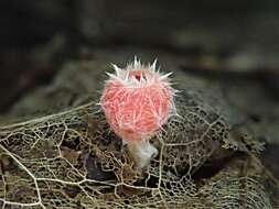 Image of Shaggy Scarlet Cup