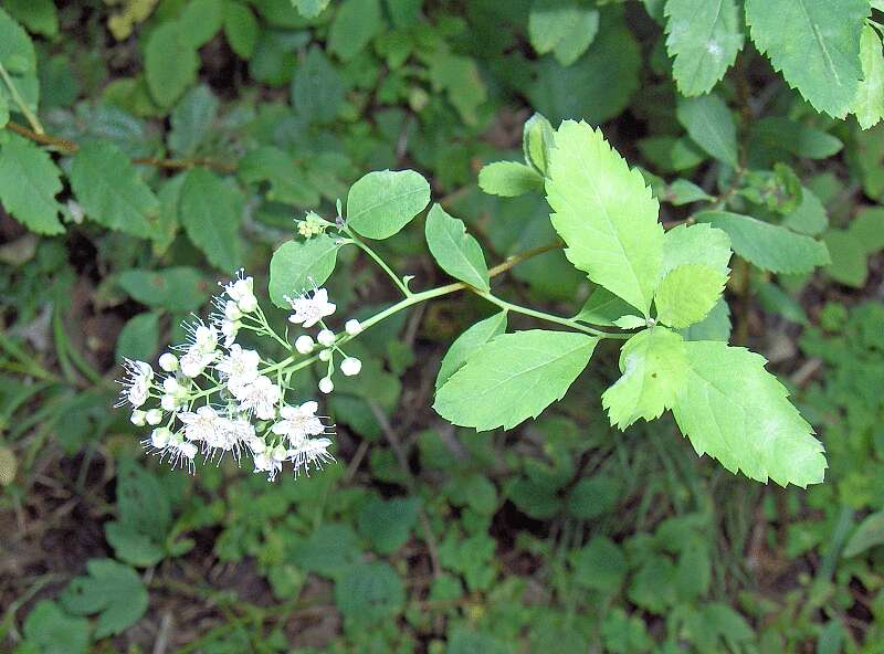 Imagem de Spiraea alba var. latifolia (Aiton) H. E. Ahles