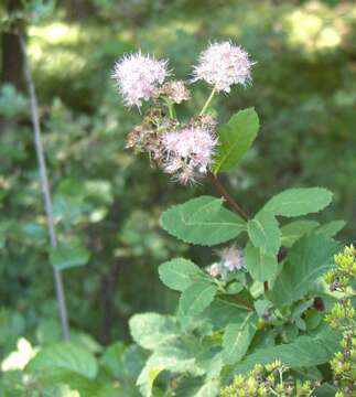 Imagem de Spiraea alba var. latifolia (Aiton) H. E. Ahles