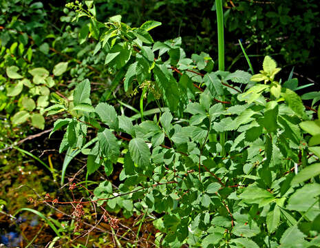 Imagem de Spiraea alba var. latifolia (Aiton) H. E. Ahles