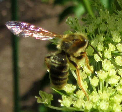 Andrena prunorum Cockerell 1896 resmi