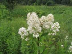 Imagem de Spiraea alba var. latifolia (Aiton) H. E. Ahles