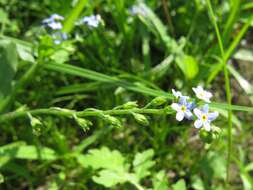 Image of Myosotis laxa subsp. cespitosa (C. F. Schultz) Nordh.