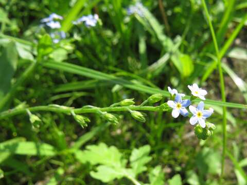 Imagem de Myosotis laxa subsp. cespitosa (C. F. Schultz) Nordh.