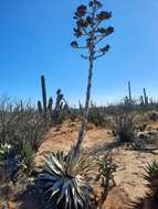 Image of Agave shawii subsp. goldmaniana (Trel.) Gentry