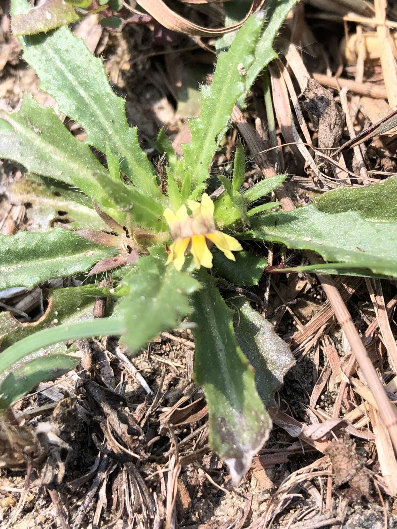 Image of Goodenia pilosa (R. Br.) R. Carolin