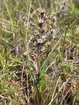 Image of Wurmbea monopetala (L. fil.) B. Nord.