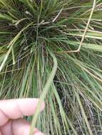 Image of sandysoil Indiangrass