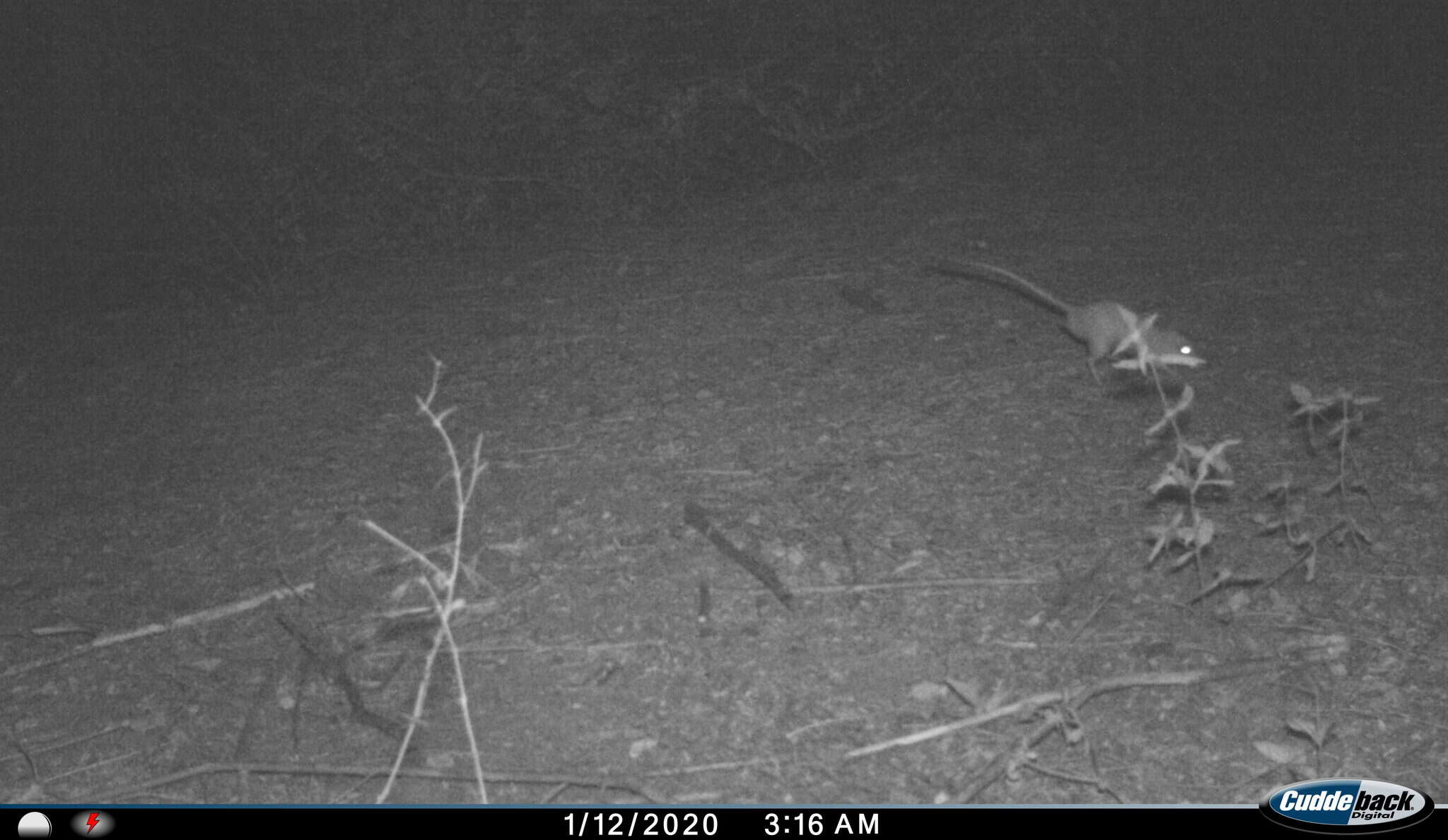 Image of Indian Gerbil