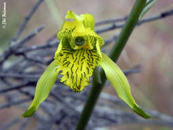 Image of Chloraea piquichen (Lam.) Lindl.