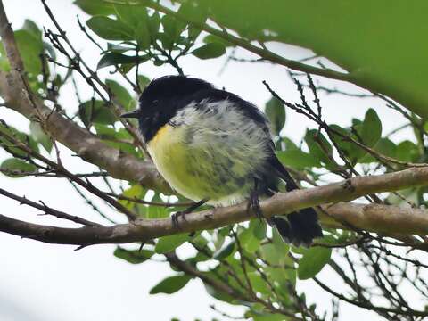 Image of Chatham Tomtit