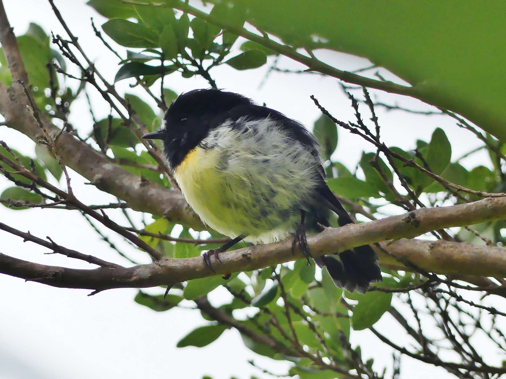 Image of Chatham Tomtit