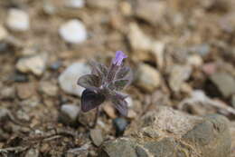 Sivun Clinopodium graveolens subsp. rotundifolium (Pers.) Govaerts kuva