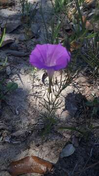 Imagem de Ipomoea capillacea (Kunth) G. Don