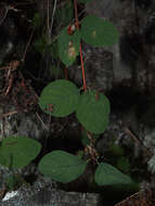 Image of Symphoricarpos albus var. albus