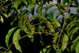 Image of Itea parviflora Hemsl.