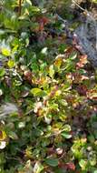 Image of dwarf bilberry