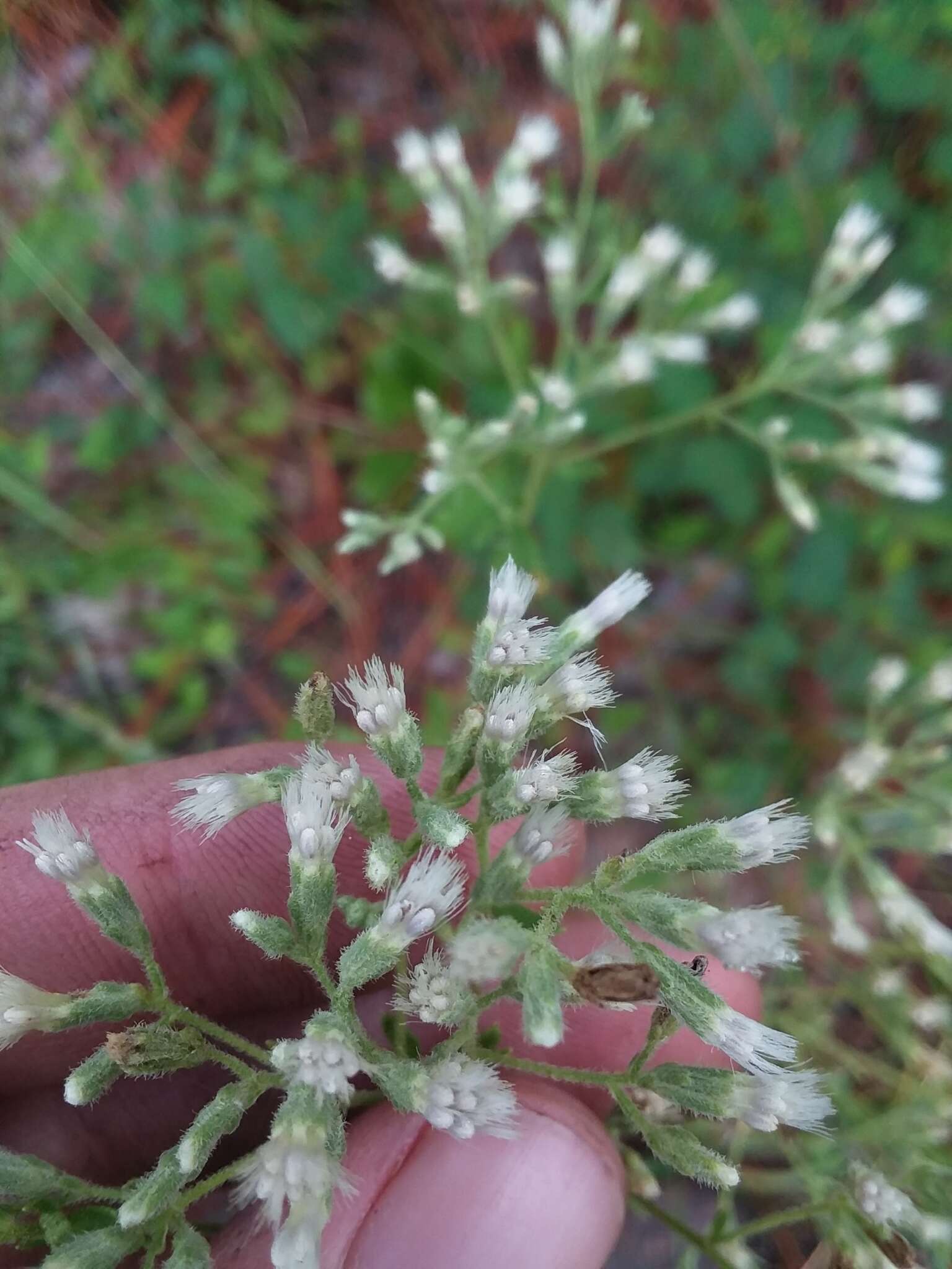 Plancia ëd Eupatorium linearifolium Walt.