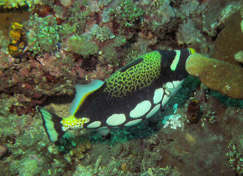 Image of clown triggerfish