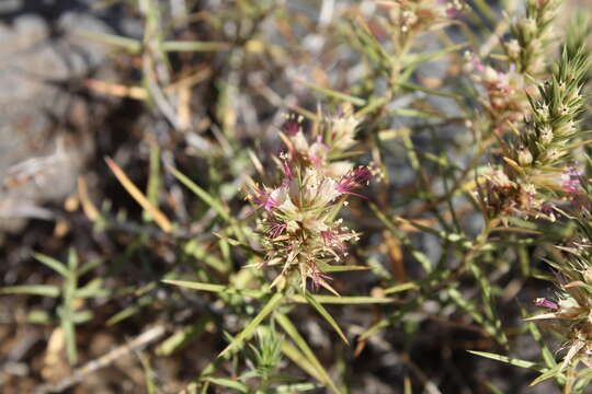 Image of Pleurophora pungens D. Don