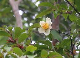 Image of Stewartia monadelpha Siebold & Zucc.