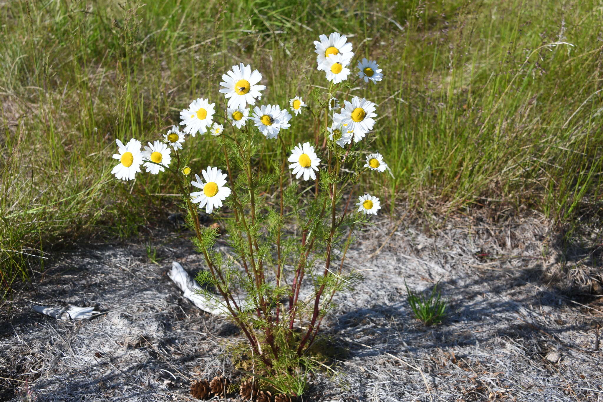 Image of Tripleurospermum subpolare Pobed.