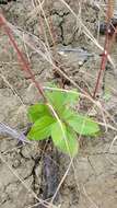 Image of roughleaf aster