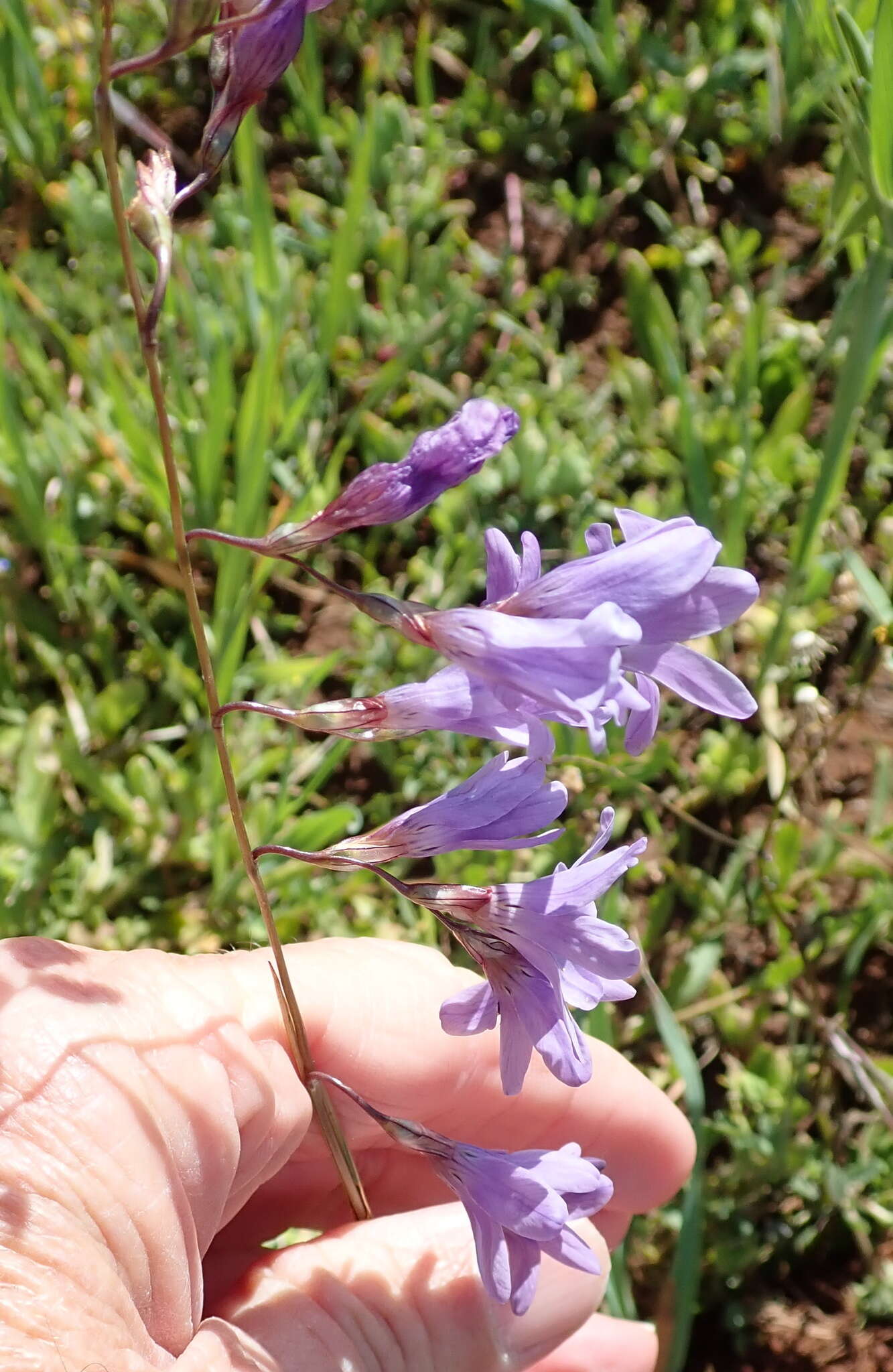 Image of Ixia rapunculoides Redouté