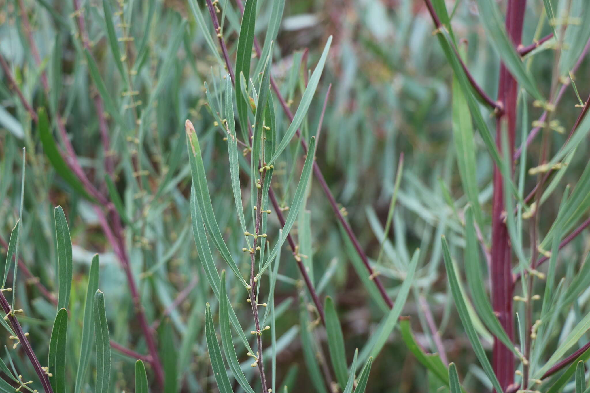 Acacia stricta (Andrews) Willd.的圖片