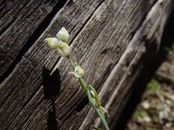 صورة Pennellia tricornuta (Rollins) R. A. Price, C. D. Bailey & Al-Shehbaz